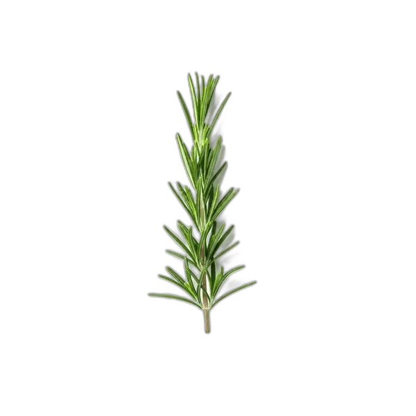 rosemary extract